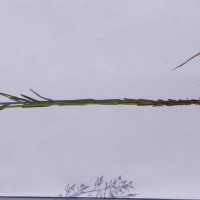 Striga angustifolia (D.Don) C.J.Saldanha